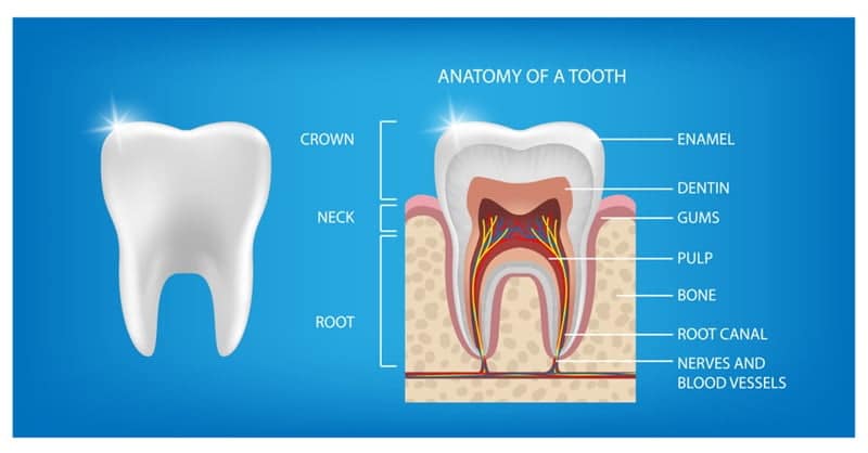 Exploring Tooth Anatomy: Enamel, Dentin, Pulp, and Roots