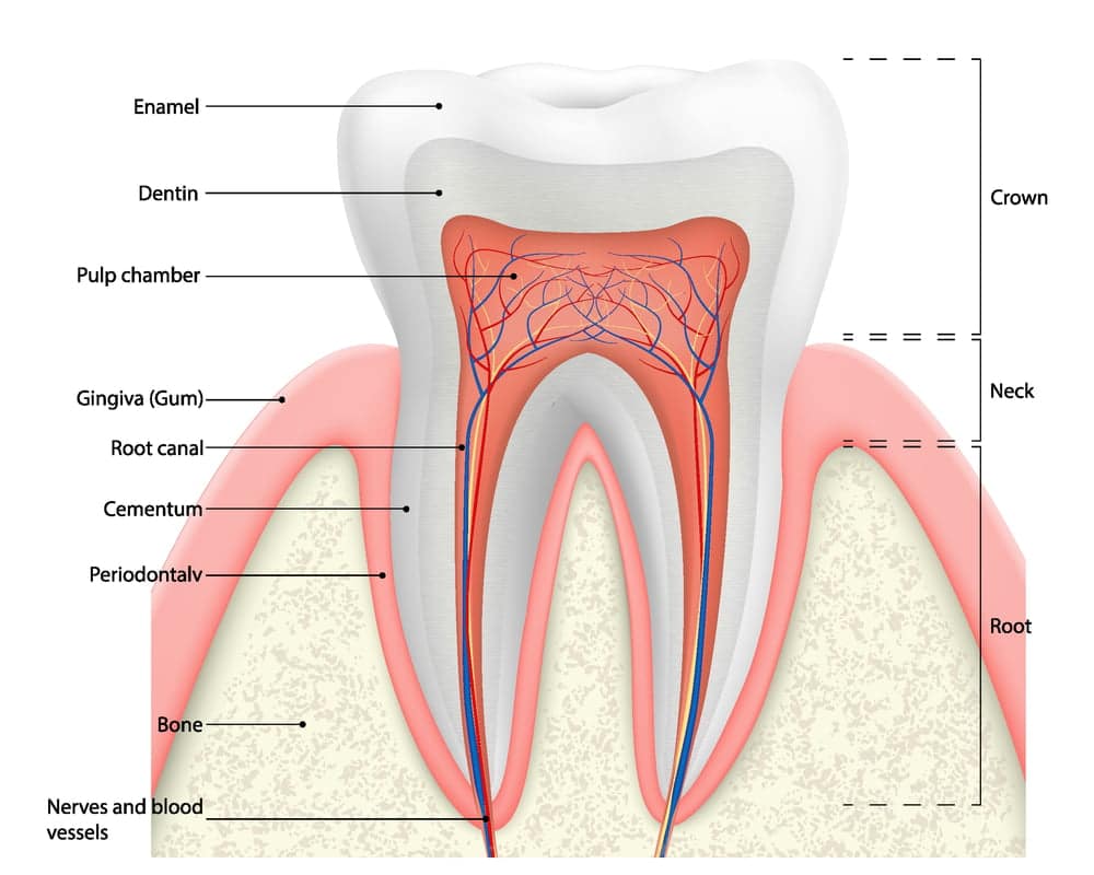 Exploring Dental Anatomy: Tooth Structure Diagram
